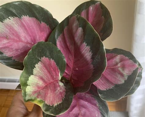 25 Stunning Calathea Types You Need To Know About