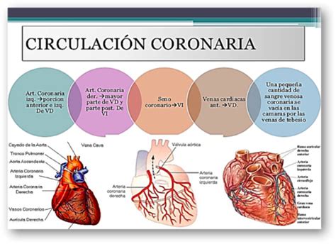 Isquemia Mioc Rdica Flashcards Quizlet