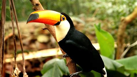 Endangered Animals Of The Amazon Rainforest