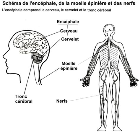 A Syst Me Nerveux Central Apprentic Tre Savoir Et Savoir Faire