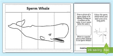 Sperm Whales Fact File Flap Book Professor Feito Twinkl