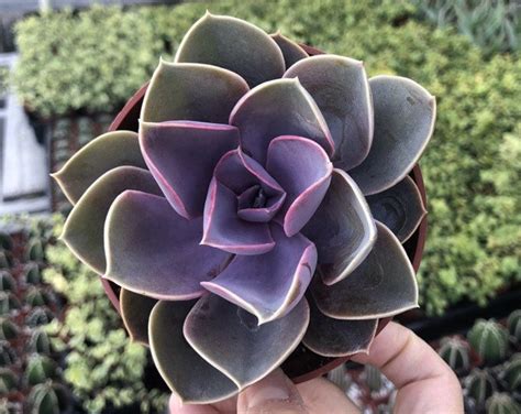 4 Echeveria Purple Pearl Succulent Plant Fully Rooted Succulent