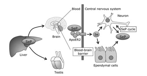 Selenium And Selenoproteins Characterization Potentiation And