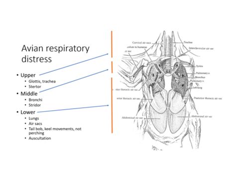 Wildlife Triage And Rehab Flashcards Quizlet