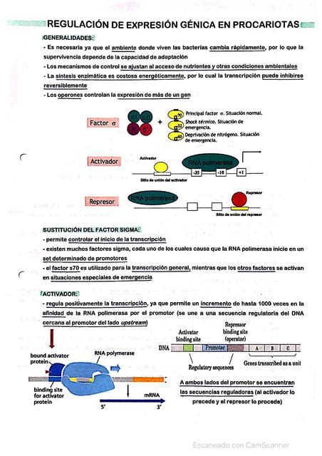 Regulaci N De La Transcripci N En Procariotas Biotech Sg Sof A