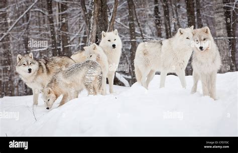 Pack Of Gray Wolves Hi Res Stock Photography And Images Alamy