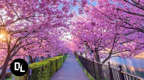 Gambar Taman Bunga Sakura Di Jepang - 52+ Koleksi Gambar