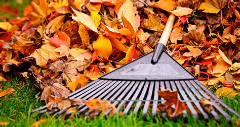 Autumn Leaves: To Rake Or Not To Rake? - Farmers' Almanac - Plan Your Day. Grow Your Life.