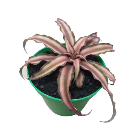 Cryptanthus Bromeliad Care Earth Star Starfish Bromeliad Artofit