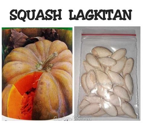 Squash Kalabasa Seeds Golden Lagkitan Seeds Lazada Ph