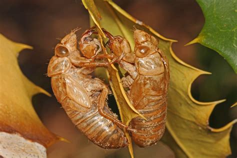 Cicada Exuvia Julie Metz Wetlands Woodbridge Virginia Flickr