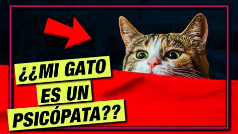 ¿demostrado Por La Ciencia Tu Gato Es Un PsicÓpata 🙀 La GaterÍa Tv