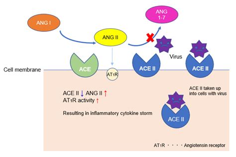 Ace Inhibitory Activity Assay Ace Kit Wst Dojindo