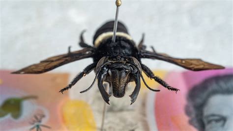 Csiro Welcomes The Biggest Bee In The World To The Australian National