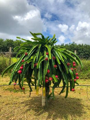 Cultivares De Pitaya Da Embrapa Portal Embrapa