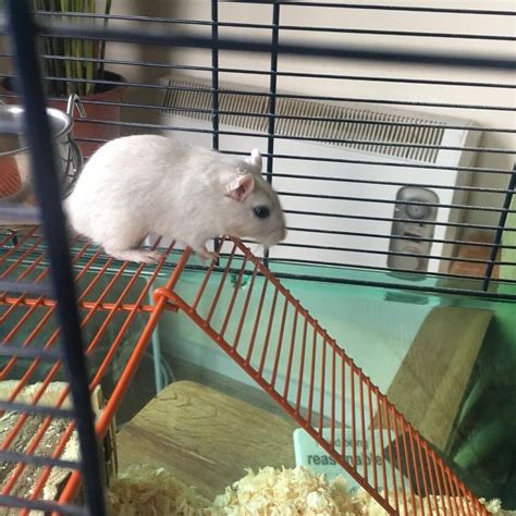 *FREE* Male Gerbil + Accessories & Cage | in Trafford, Manchester | Gumtree