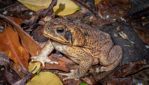 Crocodiles Prefer Aquatic Meals After Toxic Toad Invasion Natural