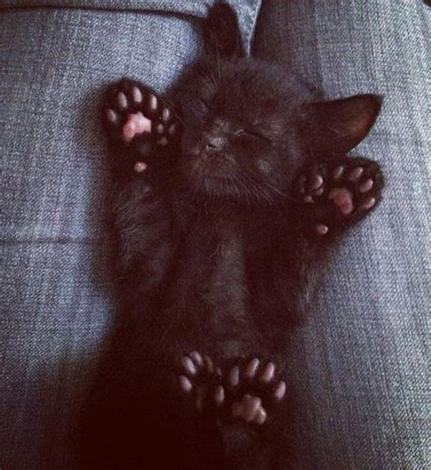 Sleeping Kitten Pictures, Photos, and Images for Facebook, Tumblr ...