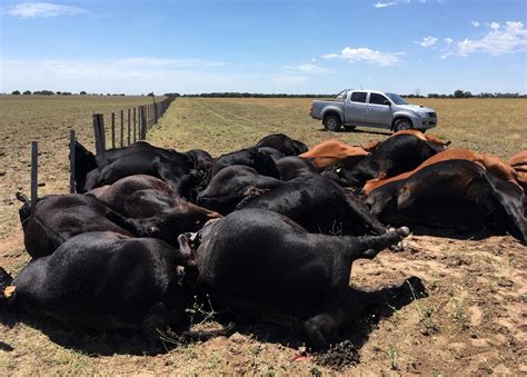 Ins Lito Vacas Muertas Por Un Rayo En La Pampa Diario R O Negro