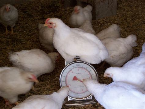 Urban Agrarian How To Weigh A Chicken The Easy Way