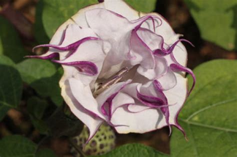 Common varieties of Datura - The Plant Aide