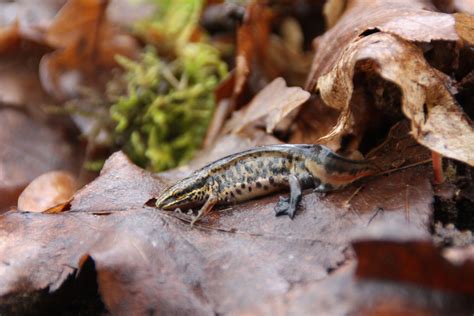 Novembre Montsoreau Conf Rence Sur Les Salamandres Tritons Et