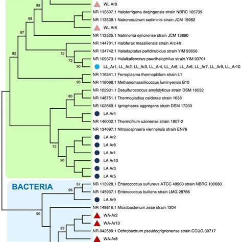 Phylogenetic tree of bacteria species identified in the intestine of... | Download Scientific ...