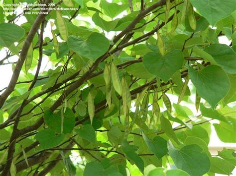 Plantfiles Pictures Eastern Redbud Canadian Redbud Judas Tree