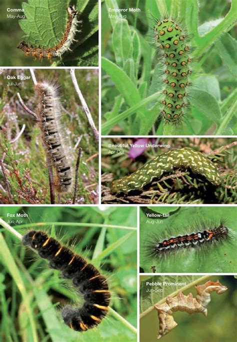 Free Printable Caterpillar Identification Charts Pdf