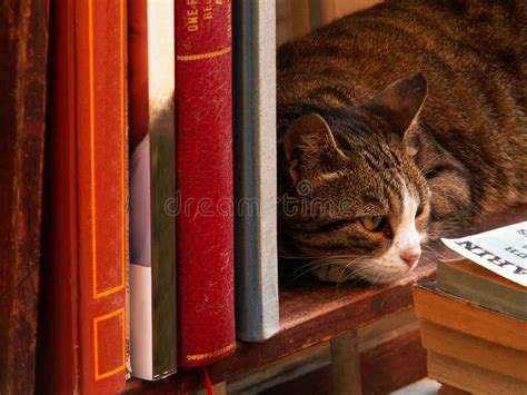 cat   library stock photo image  feline asleep