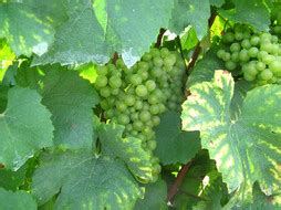 Schauplatz Champagnerkönigin Petra Durst Benning