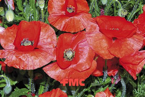 Papaver rhoeas Guía de malas hierbas FMC