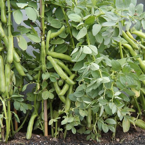 grow a garden can of beans 5