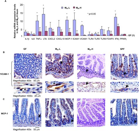 Differential Expression Of Innate Immune Inflammatory Response Related