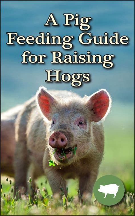 A Pig Feeding Guide For Raising Hogs Countryside Cattle Farming Pig