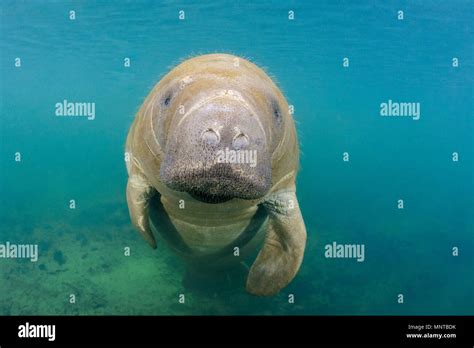 Florida Manatee Trichechus Manatus Latirostris Calf A Subspecies Of