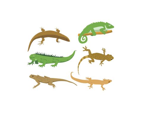 Lizard Illustration Vector Vector Art And Graphics