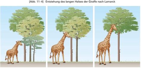 Biologie Evolution Entstehung Der Evolutionstheorie Karteikarten