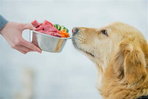 Top 9 Healthiest Dog Foods | LoveToKnow Pets