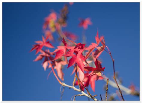 Parksville Leaves 5 Of 13 Olympus OM D E M10 Mark II Flickr