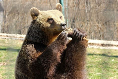 Rezervatia De Ursi Zarnesti Brasov Romania LiBEARty Bear Sanctuary