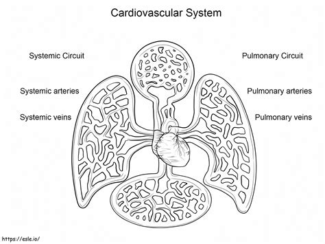 Cardiovascular System coloring page