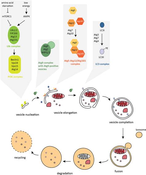 Frontiers The Mucosal Immune System And Its Regulation By Autophagy