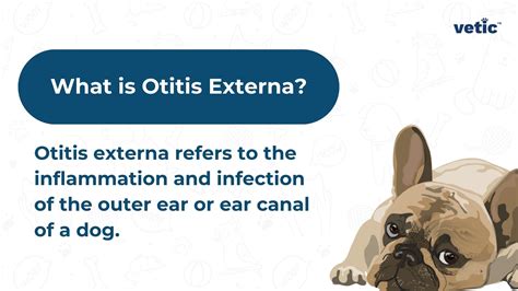 Feline Panleukopenia Causes Signs Treatment Prevention Of Cat Parvo