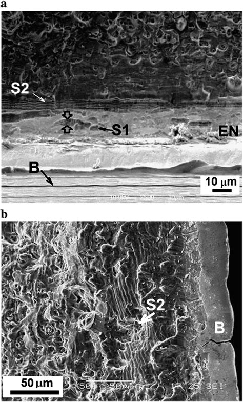 Sem Micrographs Of The Fracture Surfaces With Well Defined Striations