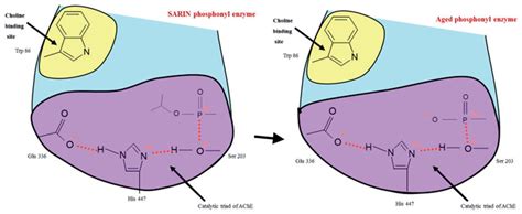 Sarin Inhibition Of Acetylcholinesterase Ache A Isopropyl