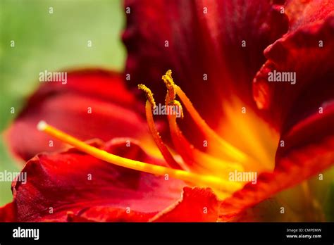 Red Daylily Flowers Hi Res Stock Photography And Images Alamy