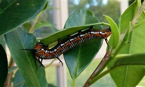 Ancient Australian Animals: 3 billion years of fossil history