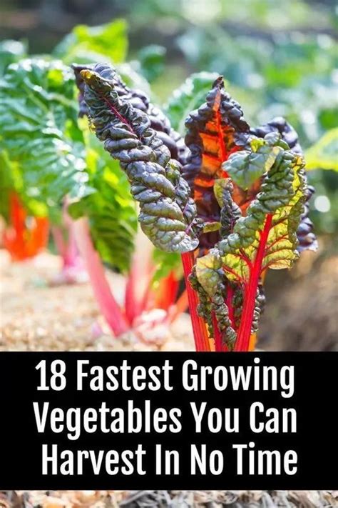 Of The Fastest Growing Veggies You Can Harvest In No Time Organic