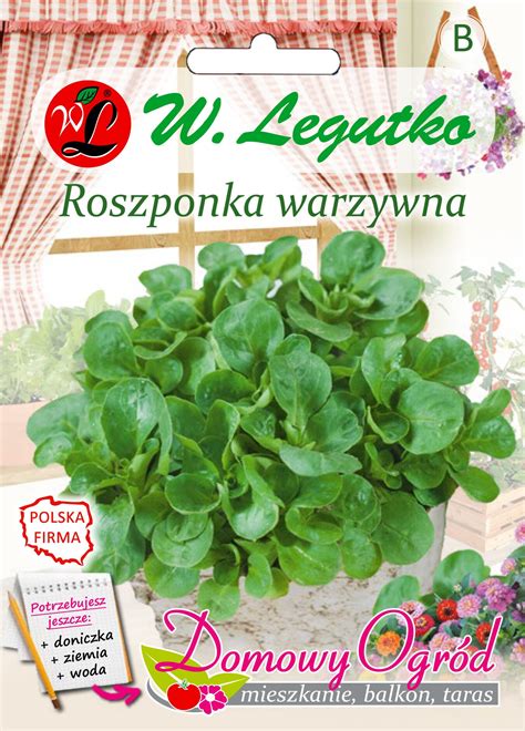 Roszponka Warzywna Verte De Cambrai IV IX W Legutko Bricomarche Pl